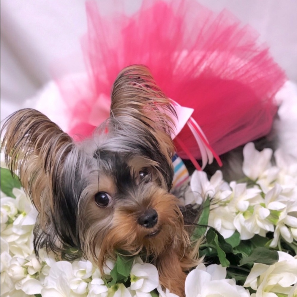 Doggy Tutu Harness Dress